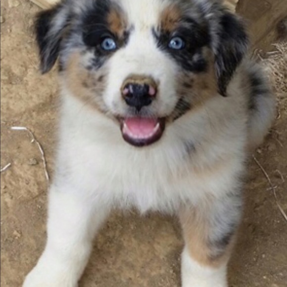 Meet your Posher, Susie - Picture 2 of 9